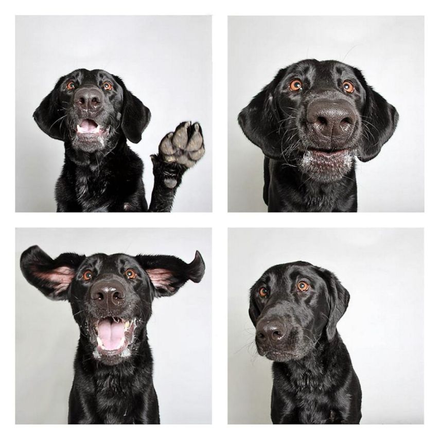 Nero, Labrador, de 6 anos