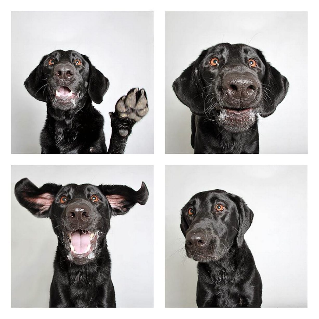 Nero, Labrador, de 6 anos