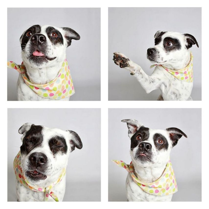 Sally, Austrailian Cattle, de 7 anos