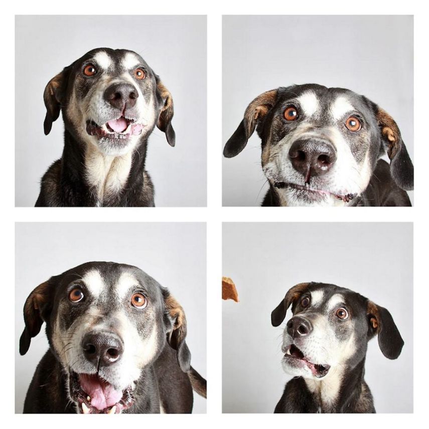 Russo, mistura de Labrador, de 7 anos