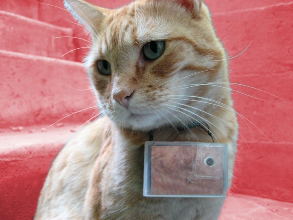 <b>Idade: </b>9 anos
<b>De onde é: </b>Estados Unidos
<b>Número de seguidores: </b>774 mil (Facebook)
<b>Quem é:</b> Cooper é um gato fotógrafo. Uma vez por semana, ele usa uma minicâmera que tira fotos a cada dois minutos. Ele tem até livro lançado.