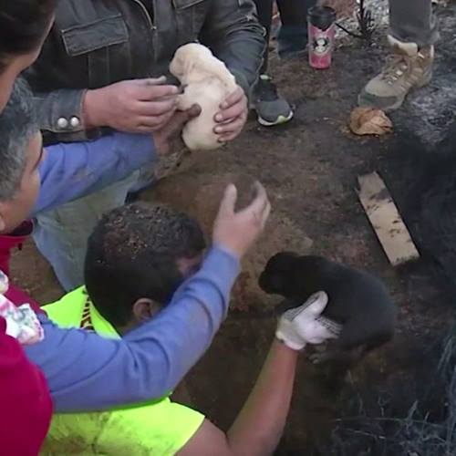 A cadela Negrita salvou a todos os seus filhotes de um incêndio no Chile