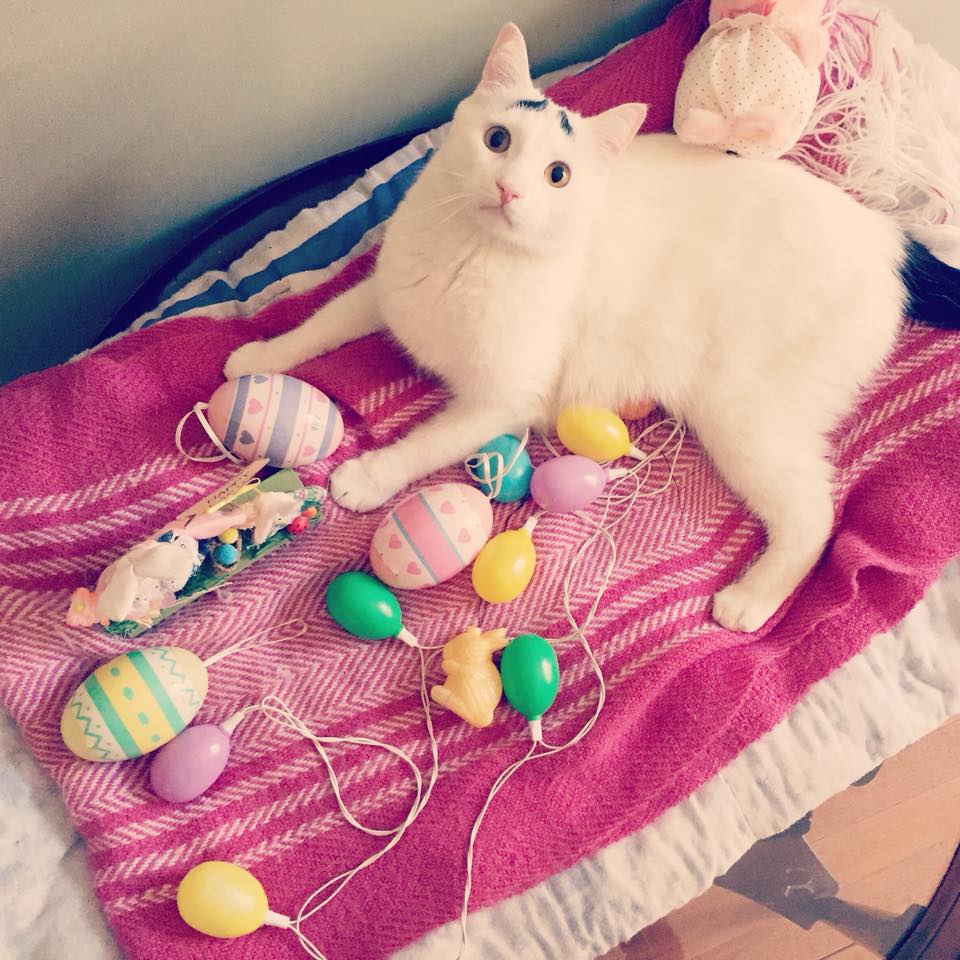 <b>Idade: </b>3 anos
<b>De onde é: </b>Estados Unidos
<b>Número de seguidores:</b> 520 mil (Facebook), 160 mil (Instagram), 2 mil (Twitter)
<b>Quem é:</b> Sim, esse gato tem as sobrancelhas mais expressivas da internet. Sam foi resgatado das ruas por uma família estadunidense, que garante que ele tem uma personalidade mais parecida com a de um cão do que a de um felino.