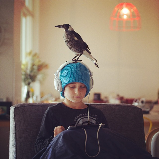 O fotógrafo Cameron Bloom mostra a intimidade do filho com o pássaro chamado Pinguim