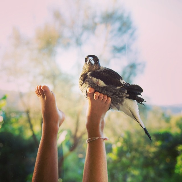 O fotógrafo Cameron Bloom mostra a intimidade do filho com o pássaro chamado Pinguim