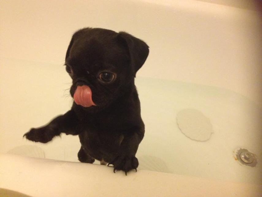 'O primeiro banho desse bebê pug'