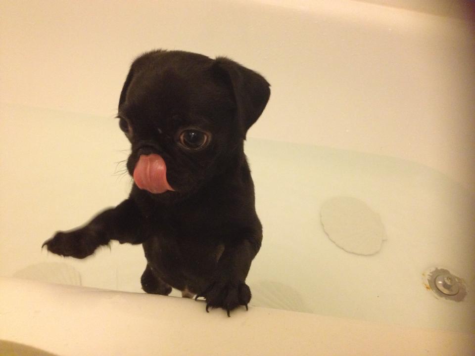 'O primeiro banho desse bebê pug'