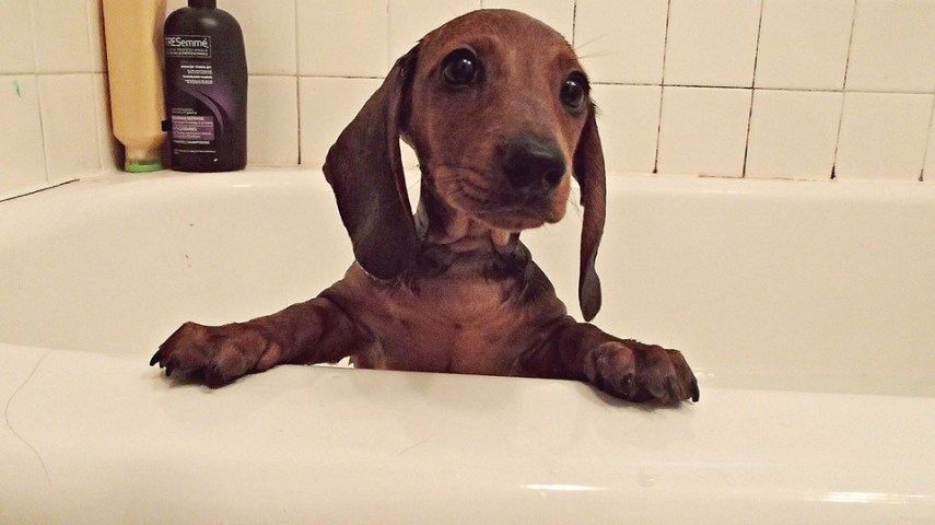 'O dachshund de um amigo tomou seu primeiro banho outro dia'