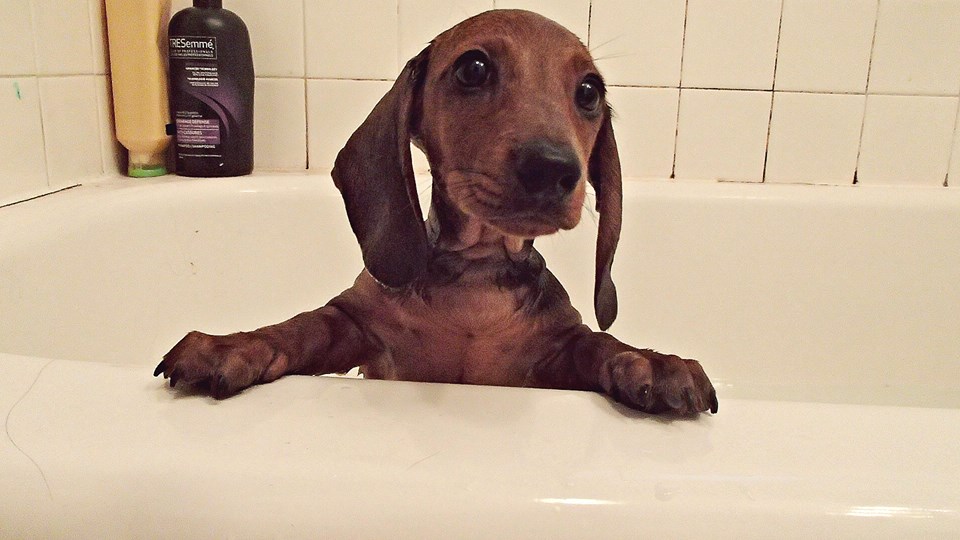 'O dachshund de um amigo tomou seu primeiro banho outro dia'