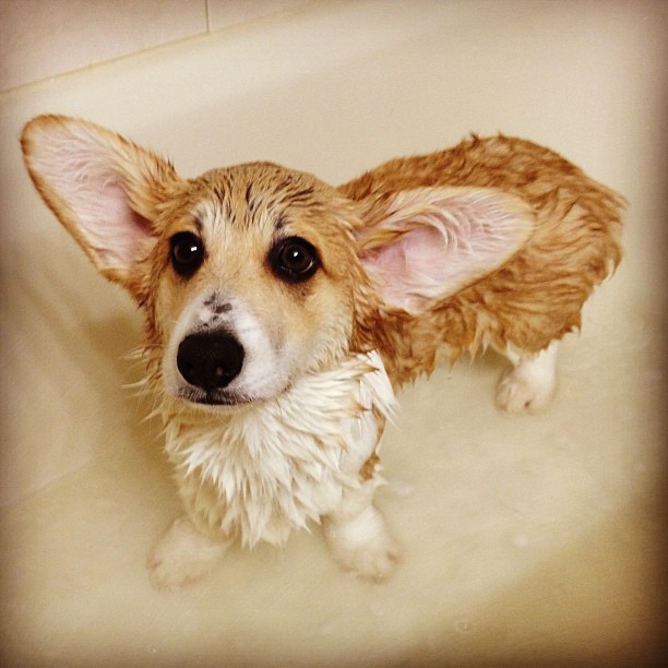 'Primeiro banho: suas orelhas são maiores que seu corpo'
