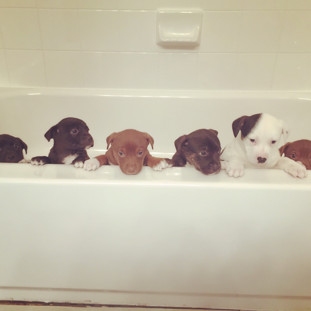'O primeiro banho para esses cachorros resgatados'