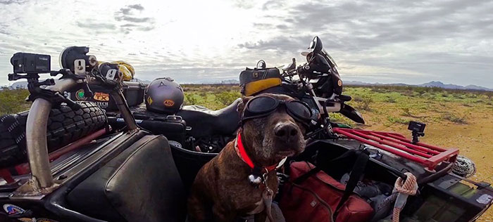 Spirit salvou seu dono da depressão que é perder um filho. Ara salvou Spirit da eutanásia que sofreria dois dias depois de adotá-lo. Ambos viajam de moto juntos há 10 anos <3