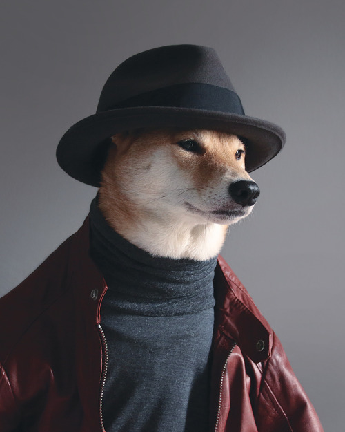 Esse cachorro é, literalmente, um modelo. Algumas marcas contratam 