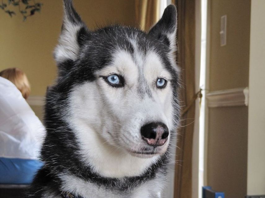 Essa linda husky siberiana ficou famosa no mundo inteiro por ser gravada dizendo 