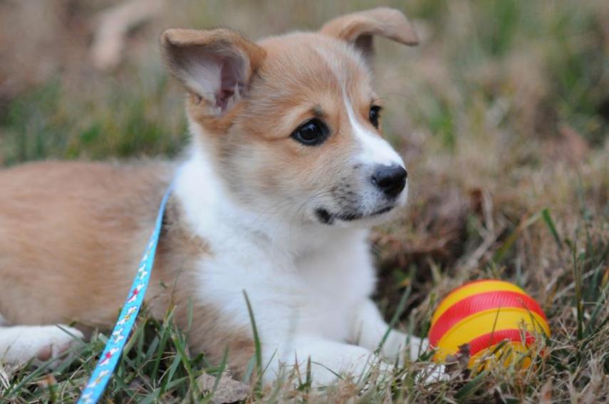 Esse pequeno corgi tem quase 40 mil seguidores no Instagram e é adorado pela sua fofura!