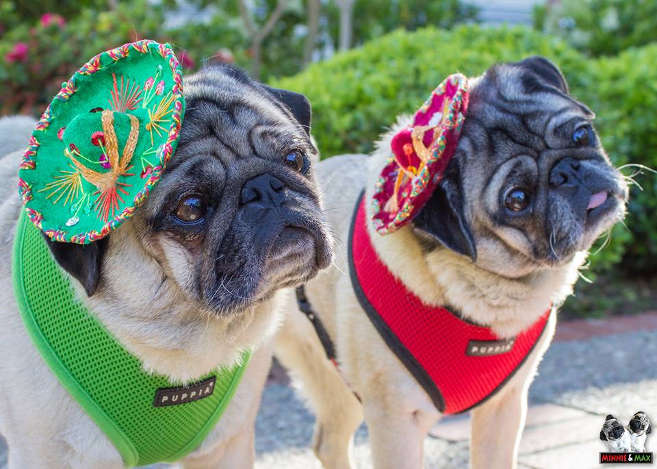 Ainda na onda dos pugs, você precisa conhecer essa duplinha. Eles ficaram famosos por estarem sempre fazendo essa pose fofinha que os cachorros fazem, essa "cara de dúvida". 
Eles tem cerca de 1 milhão de seguidores no Facebook, e outros milhares em seu Instagram.