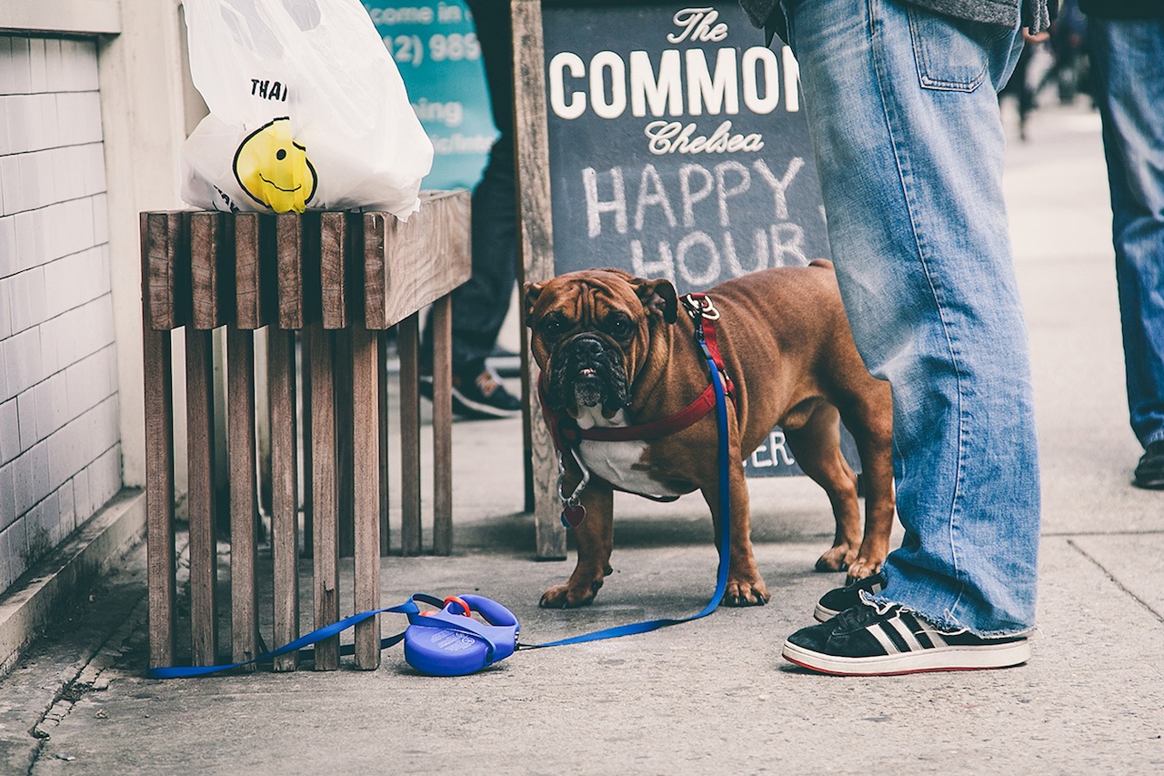 O fotógrafo Erick Carter registra cachorros amarrados nas ruas de Nova York