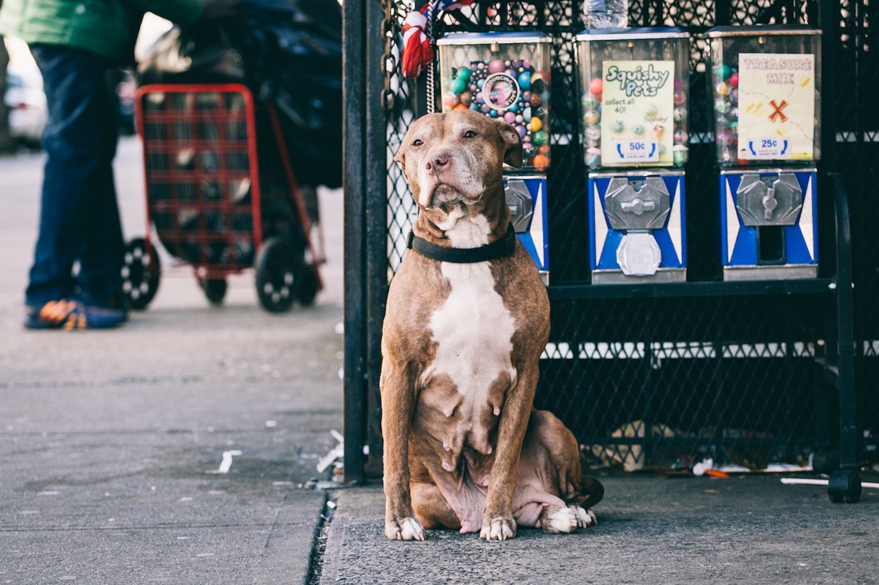O fotógrafo Erick Carter registra cachorros amarrados nas ruas de Nova York