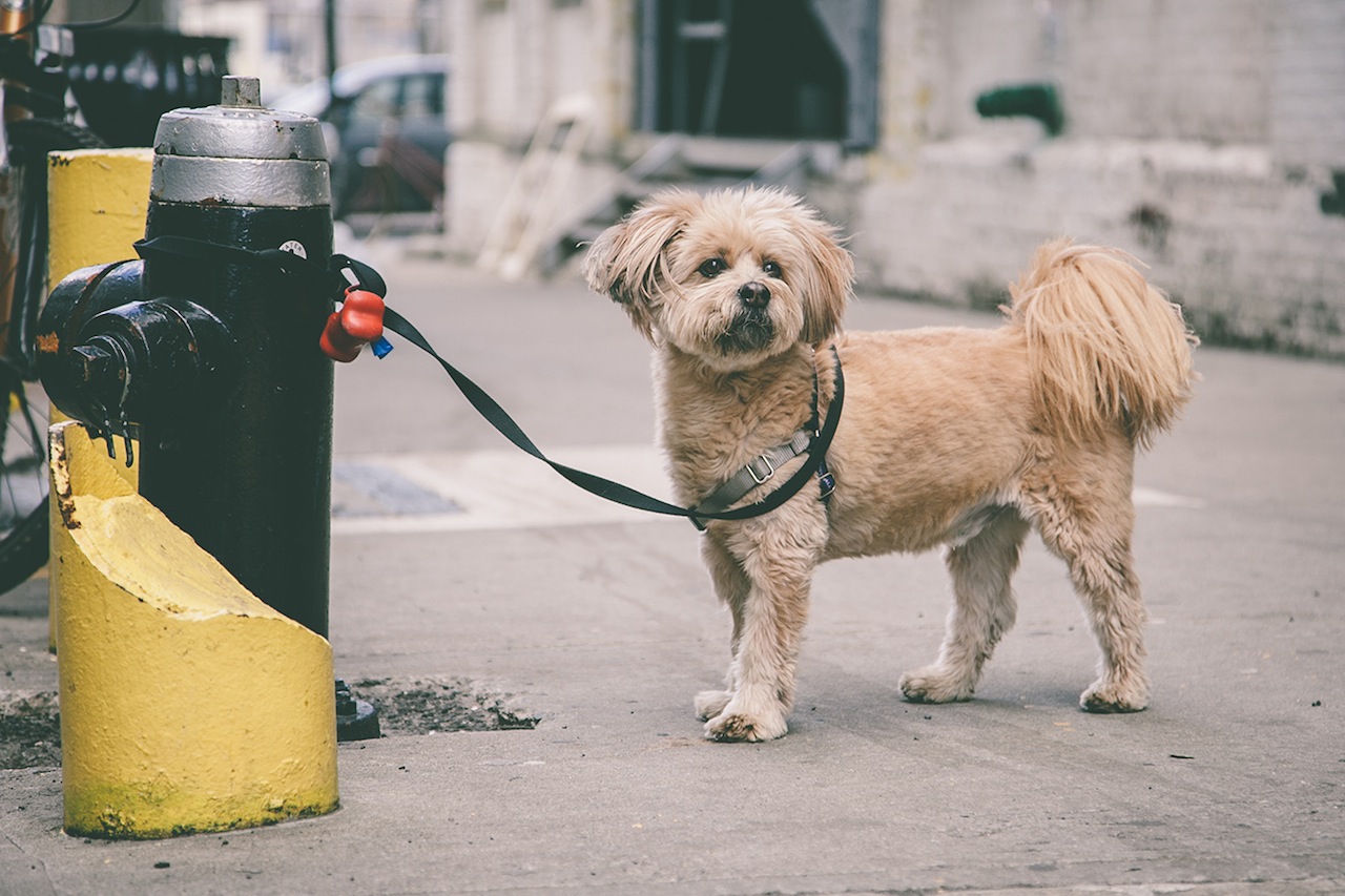O fotógrafo Erick Carter registra cachorros amarrados nas ruas de Nova York