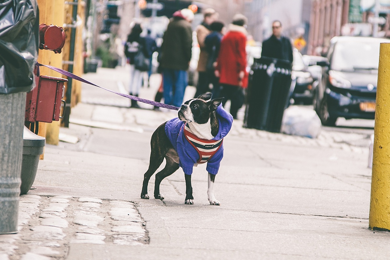 O fotógrafo Erick Carter registra cachorros amarrados nas ruas de Nova York