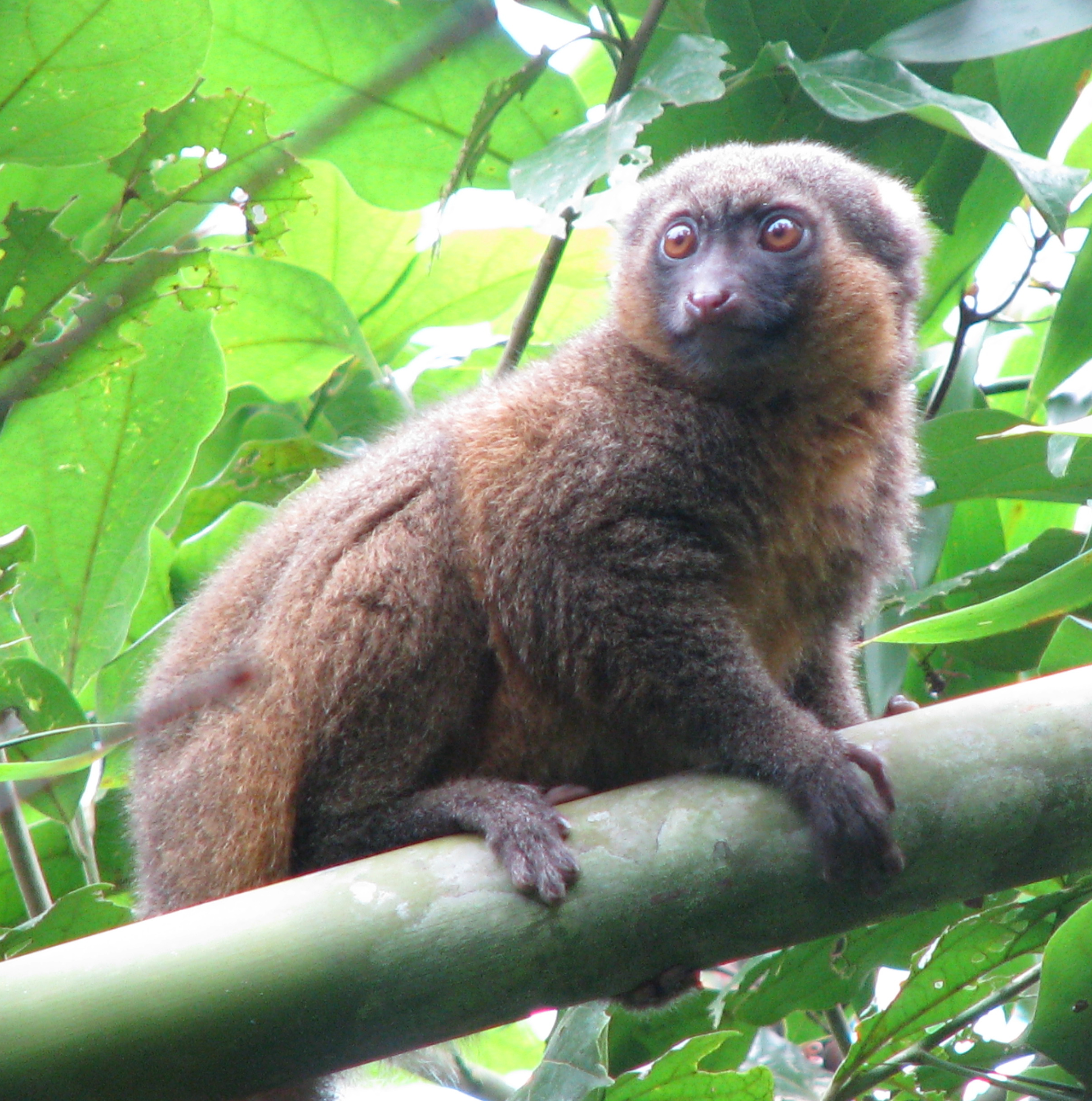 Esse bichinho que mais lembra um macaquinho mede entre 40 e 50 cm. Vivendo apenas na ilha de Madagascar (eu me remexo muito), calcula-se que haja apenas 500 exemplares da espécie.
Por viverem em um habitat bem específico, as alterações humanas na natureza onde eles vivem são as principais causas para o desaparecimento desse lêmure.