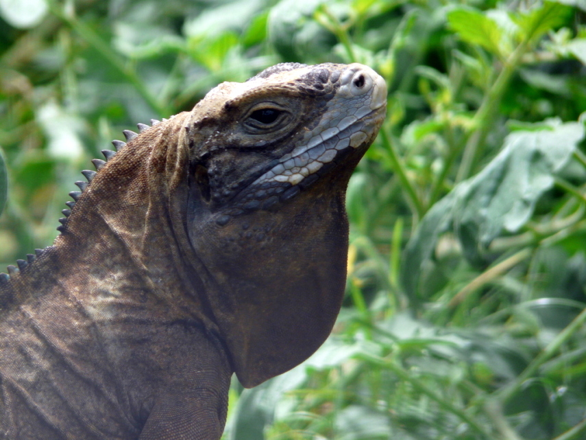 Essa espécie de iguana é tão rara que durante 42 anos acreditou-se que ela já estava extinta. 
Alimentando-se apenas de folhas, sua maior ameaça é a indústria de carvão que utiliza as árvores em que essas iguanas habitam como matéria-prima.
Estima-se que existam apenas 50 indivíduos da iguana jamaicana.