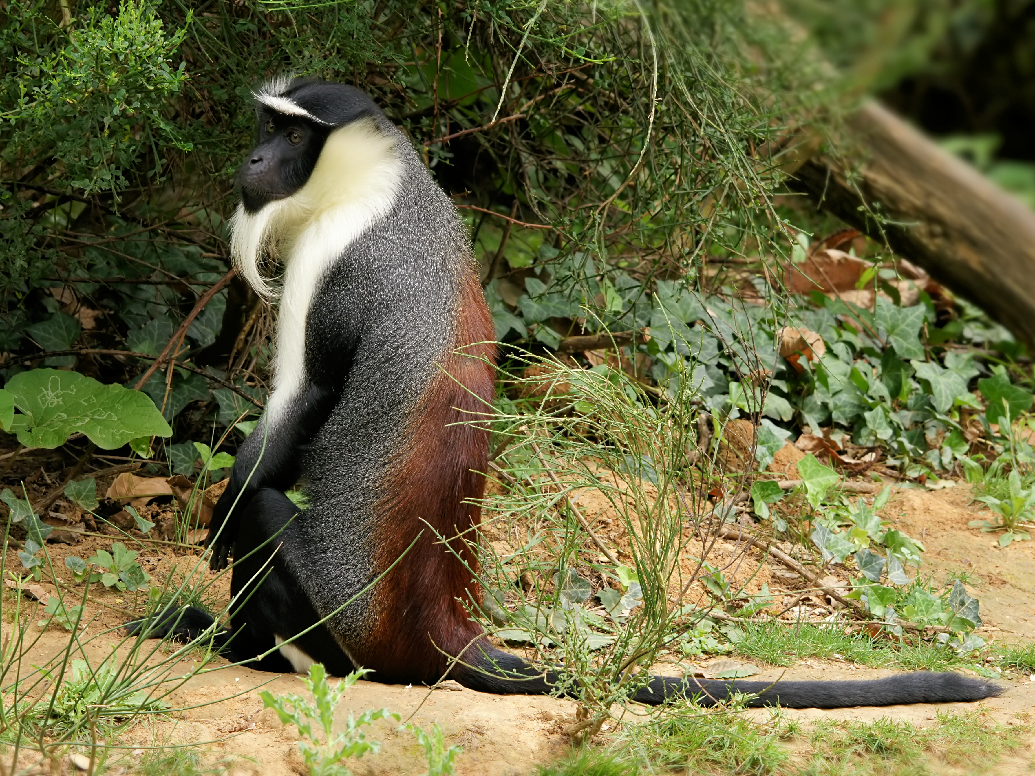 Esse macaco fofinho que parece um senhor de barbicha está seriamente ameaçado de extinção. O Cercopithecus roloway é encontrado apenas na Costa do Marfim e em Gana, tendo sua população diminuída em 80% nas últimas três gerações.