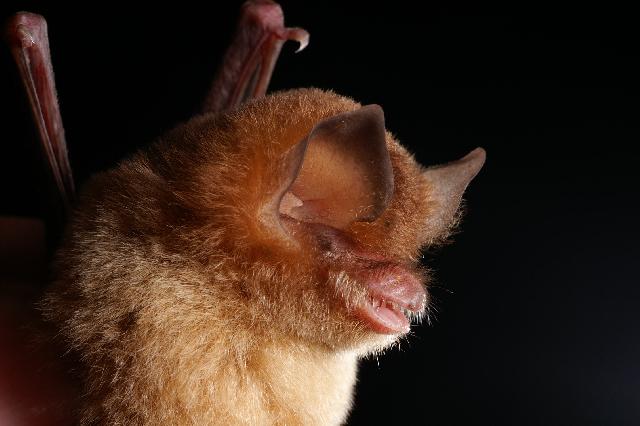 Esse pequeno morcego, que de tão feio chega a ser fofinho, vive apenas em uma caverna específica na Ilha da Juventude, Cuba. 
Estima-se que existam apenas 100 indivíduos maduros desta espécie e que em anos ela será extinta por conta de distúrbios causados por humanos e pela dificuldade desse morcego se adaptar a outros ambientes. 