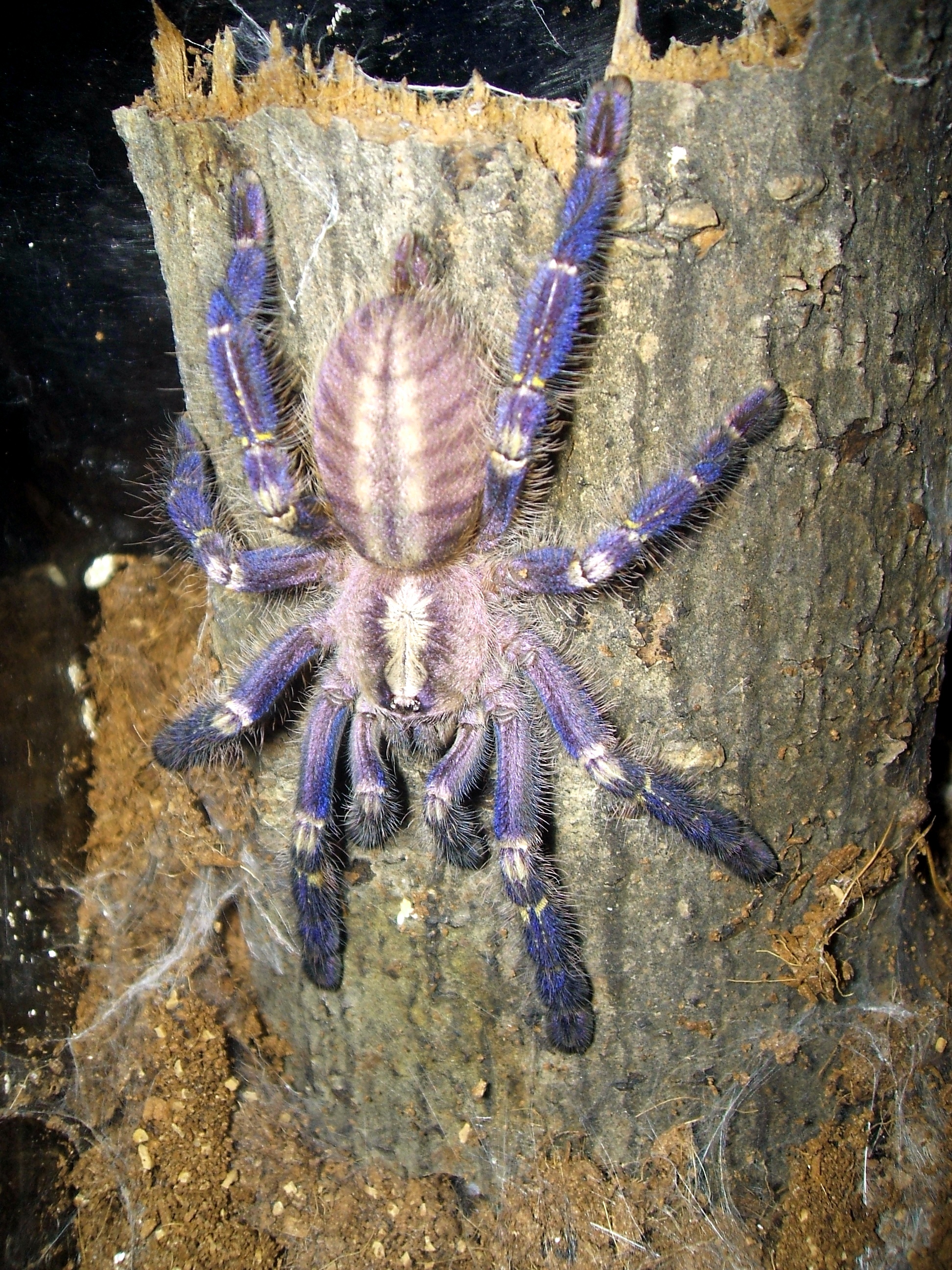 A aranha Poecilotheria metallica é classificada como "Em Perigo Crítico" pelo órgão que classifica o perigo de extinção de todas as espécies. Não existem números estimados de quantos indivíduos existem dessa tarântula, mas seu habitat extremamente limitado (menos de 100 km²) e seu valor consideravelmente alto no mercado estão causando uma sensível queda no número de tarântulas metálicas na natureza.