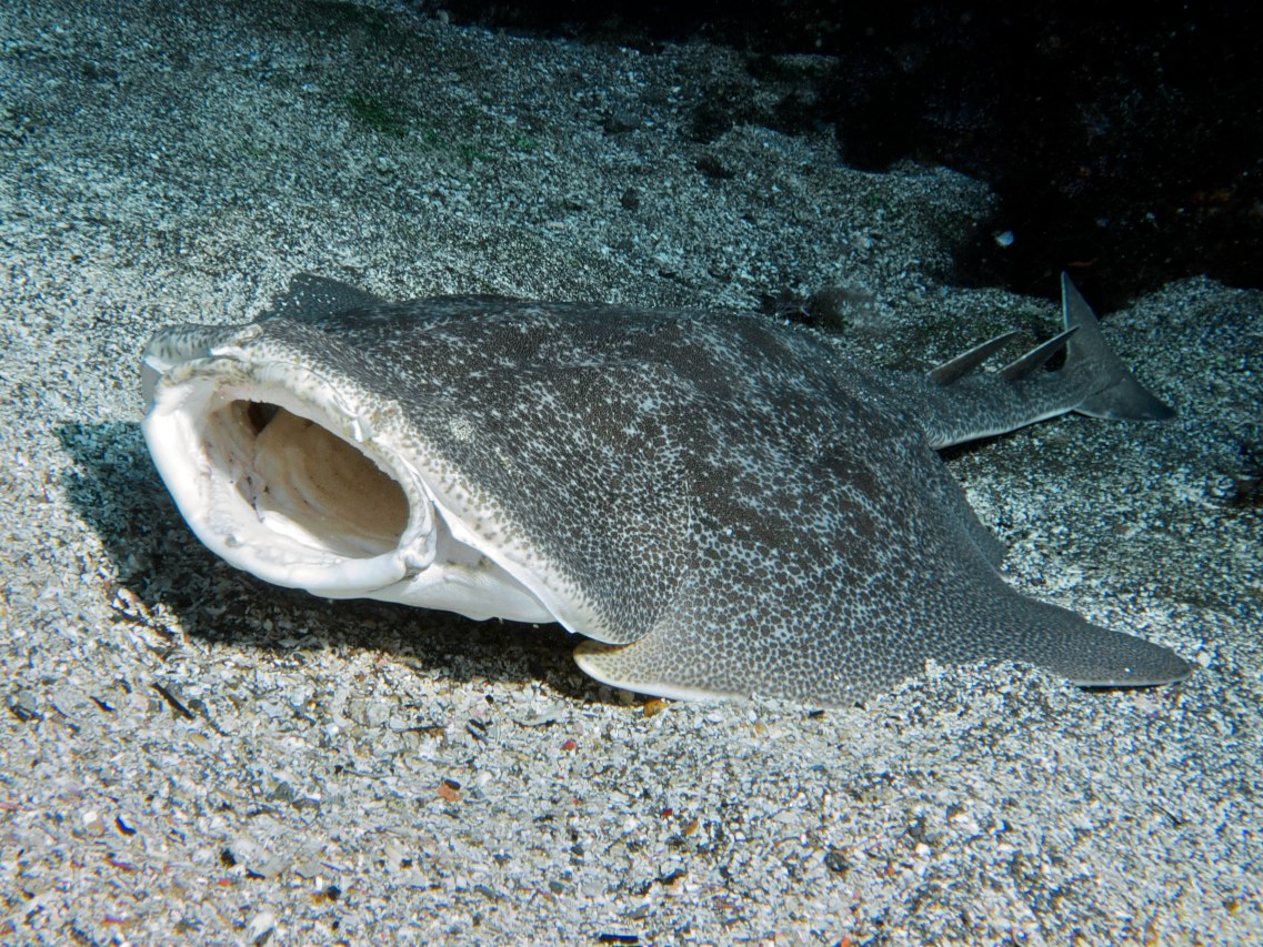 Lembrando algo que seria uma mistura entre um tubarão em uma arraia, o Tubarão Anjo está em "perigo crítico" de extinção desde 2010. Antigamente visto em abundância no Oceano Atlântico, o número de indivíduos dessa espécie diminuiu drasticamente após ele começar a ter valor de mercado. Em 1977, antes de existir um grande mercado para o tubarão anjo, registrou-se o total de 147 kg de pesca. Já em 1985, com um mercado mais desenvolvido, registrou-se a captura de 90 mil exemplares na costa da Califórnia.