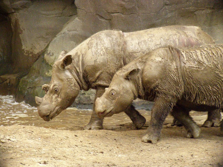 Esse rinoceronte fofinho está seriamente ameaçado de extinção. Com apenas 300 indivíduos, a espécie dificilmente escapará da extinção. Um programa de reprodução em cativeiro foi criado em 1984, porém a maioria dos animais morreu sem procriar. O hábito solitário dificulta ainda mais a situação dos rinocerontes-de-sumatra.
A caça predatória (o chifre desse rinocerontes tem alto valor para a medicina chinesa) é o principal motivo que encaminhou a espécie para essa situação crítica.