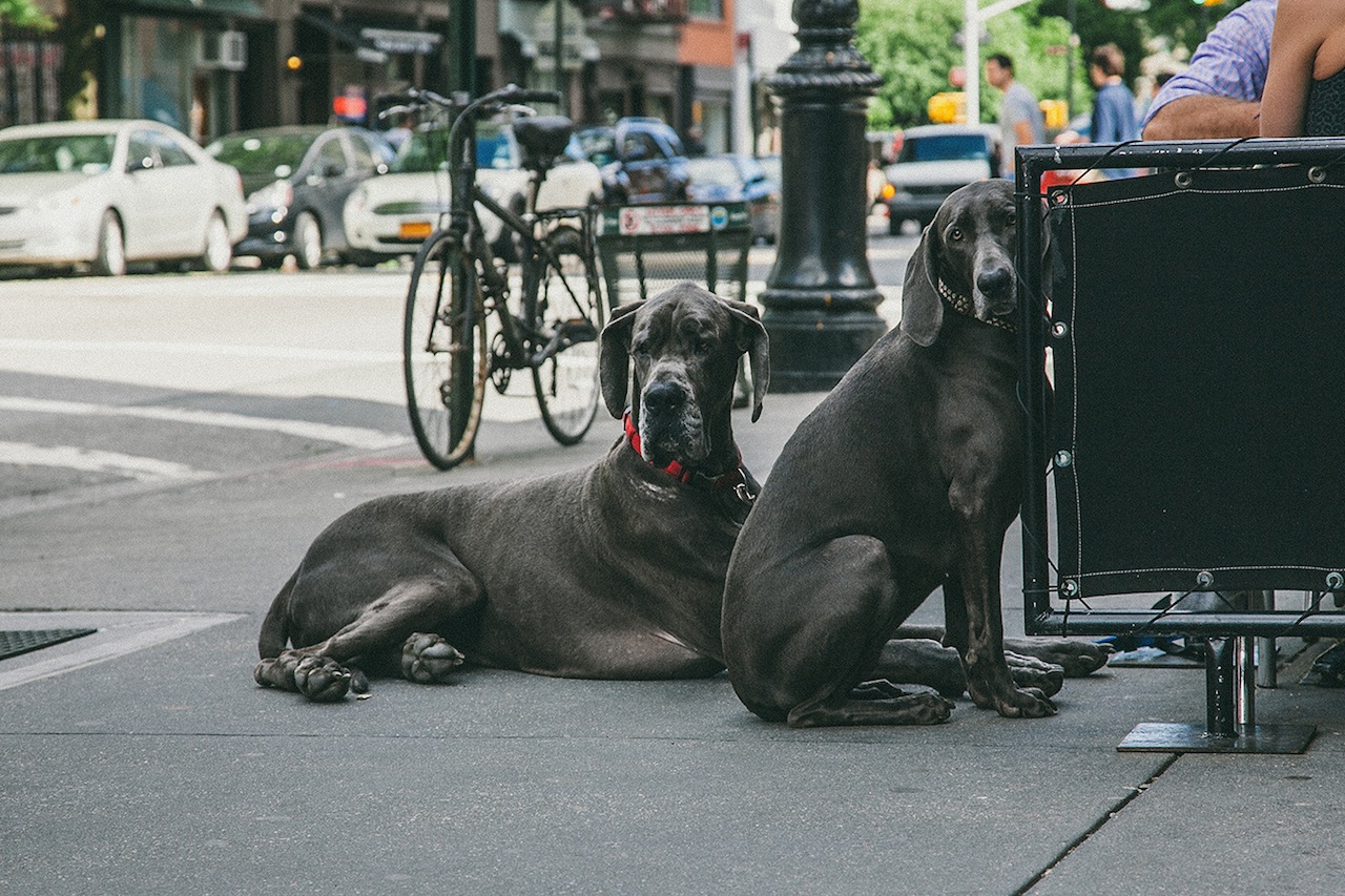 O fotógrafo Erick Carter registra cachorros amarrados nas ruas de Nova York