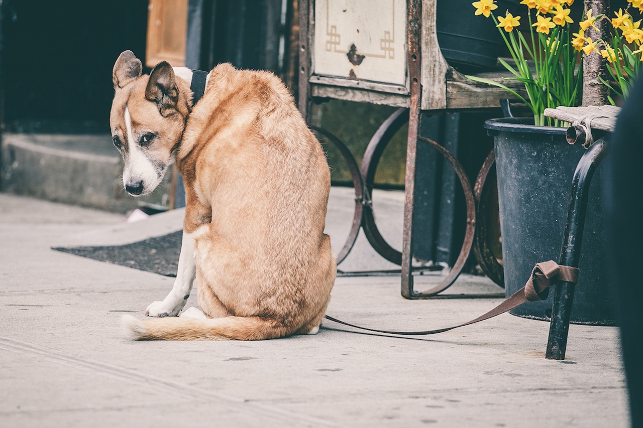 O fotógrafo Erick Carter registra cachorros amarrados nas ruas de Nova York