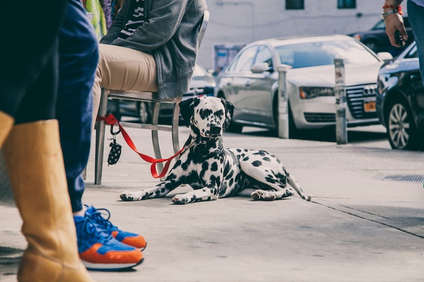 O fotógrafo Erick Carter registra cachorros amarrados nas ruas de Nova York