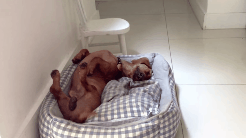 Frank é um cachorro dachshund que tinha medo de tudo, assim que foi adotado, aos seis meses de idade. Antes, ele vivia em um quarto fechado, nunca havia tomado vacinas e quase ficou surdo em razão de uma infecção não tratada. Agora, com um ano e meio, ele melhorou bastante e, de tão feliz, abana o rabo até dormindo.