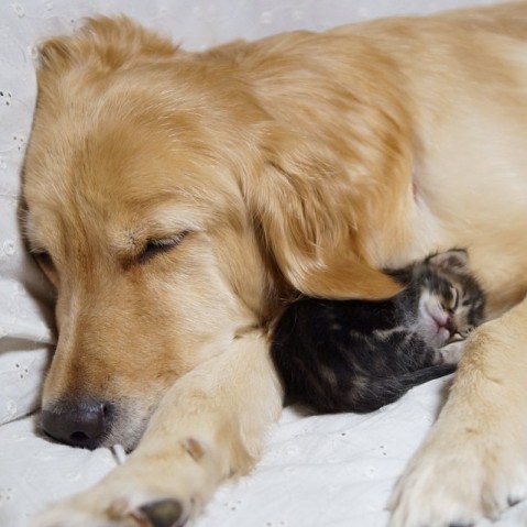 O labrador Ponzu é um grande fã de gatos. O cão ajudou a salvar uma gatinha do ataque de um corvo e tornou-se amigo dela. No entanto, a felina, chamada Wasabi, faleceu, deixando Ponzu chateado. Agora, a dona do cachorro, conhecida na internet como Jessiepon, adotou a gatinha Ichimi, rejeitada pela mãe, e os dois têm se dado muito bem.