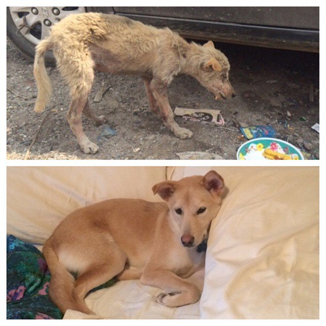 Chance foi retirado das ruas de Kathmandu, Nepal,  em situações completamente precárias: com fome, com frio e muito doente. Felizmente, ela foi resgatada e levada para um santuário animal, onde foi tratada e depois adotada por uma família dos EUA. Ficou bem melhor, né?