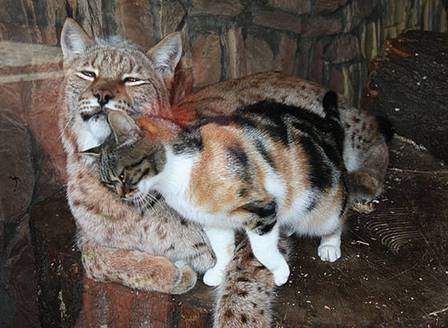 Esse pequeno gatinho de rua estava procurando comida e acabou na jaula de uma lince, no zoológico de Leningrado, na Rússia. Apesar de linces serem felinos que normalmente passam a vida inteira sozinhos, os dois ‘gatinhos’ parecem ter se dado muito bem e virado melhores amigos, assim o zoológico resolveu adotar o gato.