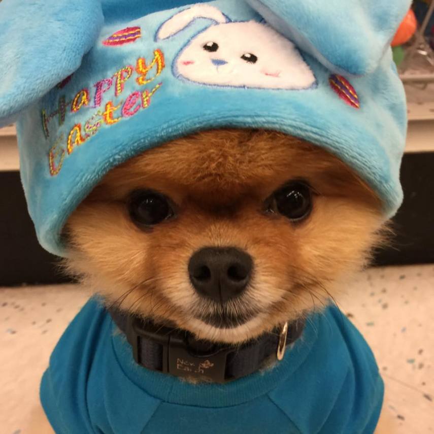 Esse Lulu da Pomerânia é simplesmente fofíssimo e participa de alguns comerciais.
Seu perfil no Facebook tem 1,3 milhões de curtidas.