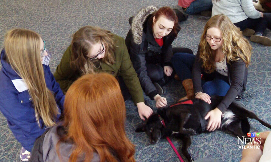 Outras universidades também adotaram a ideia de Puppy Room