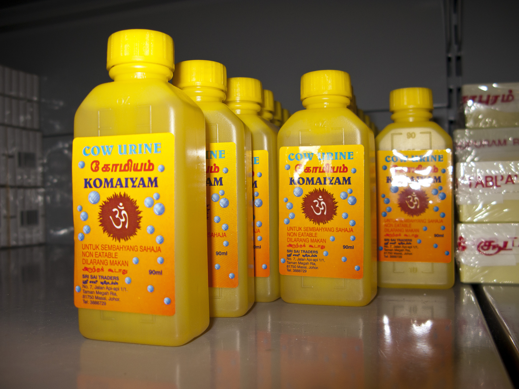 Os indianos acreditam nas propriedades terapêuticas do xixi de vaca e, por isso, fizeram um refrigerante com esse ingrediente. Segundo os fabricantes da Gau Jal, é uma alternativa 'saudável' à Coca-Cola e à Pepsi