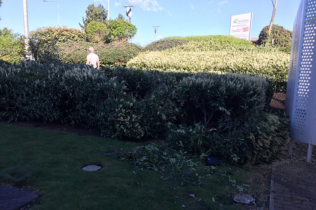 Para o azar de Rob, o jardim do prédio não era plaino