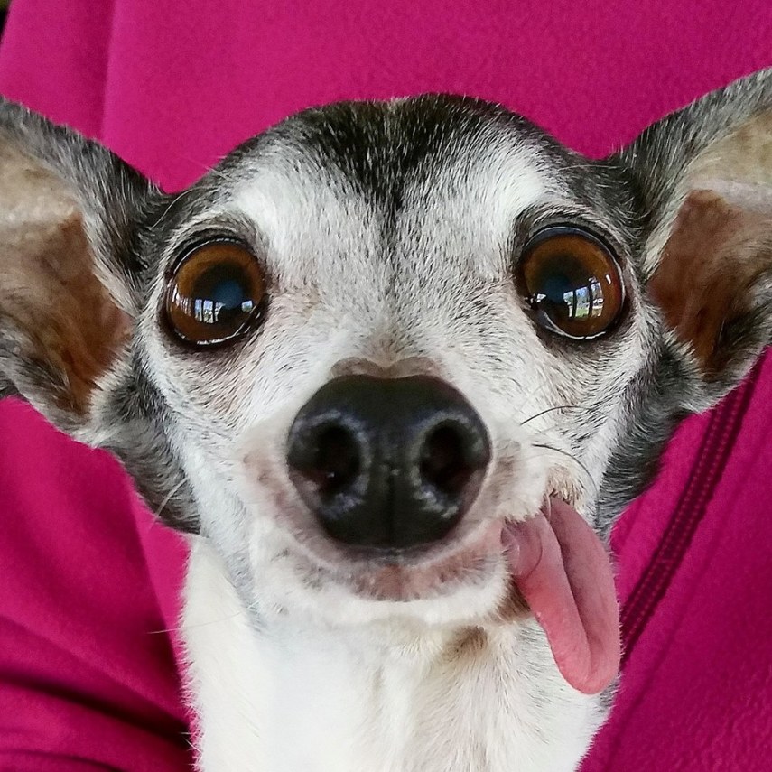 Esses olhos, essa língua, essa carinha... QUEREMOS!