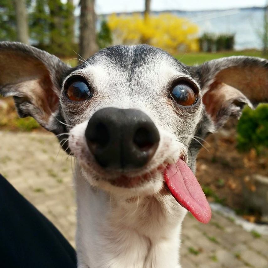 Esses olhos, essa língua, essa carinha... QUEREMOS!