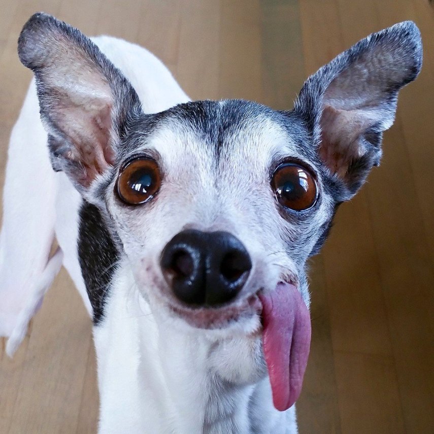 Esses olhos, essa língua, essa carinha... QUEREMOS!