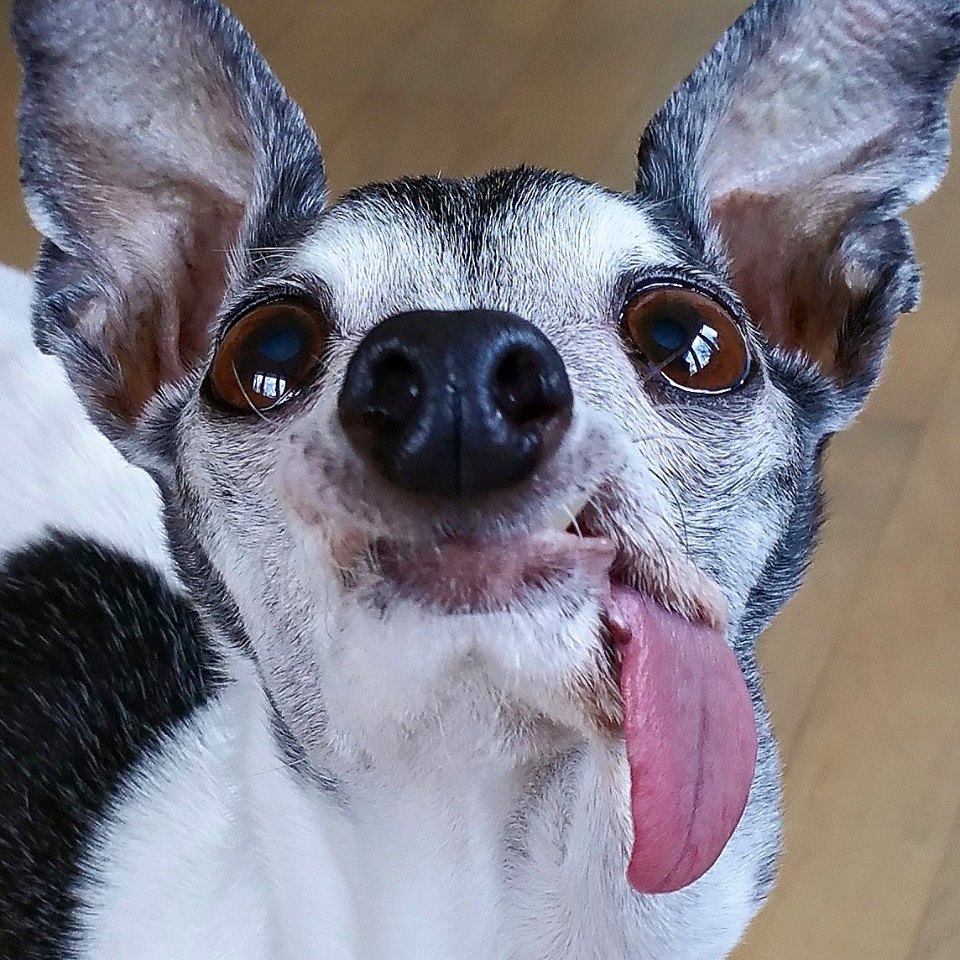 Esses olhos, essa língua, essa carinha... QUEREMOS!
