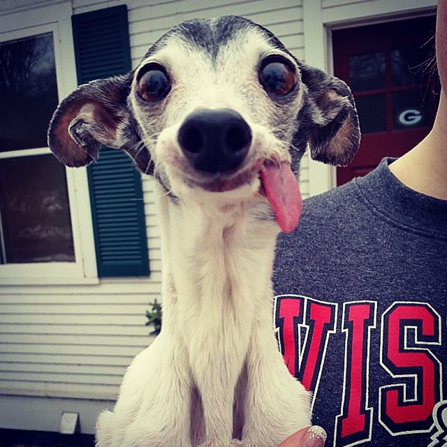 Esses olhos, essa língua, essa carinha... QUEREMOS!