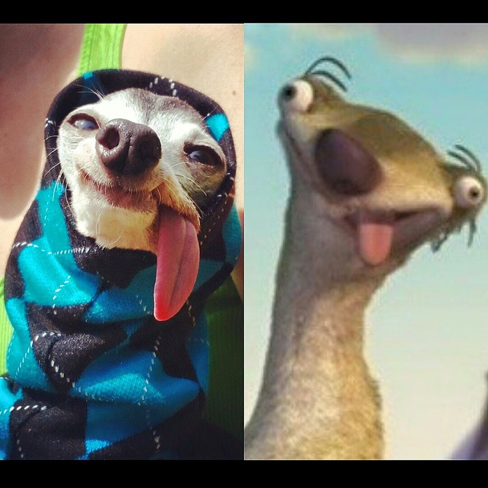 Esses olhos, essa língua, essa carinha... QUEREMOS!