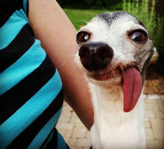 Esses olhos, essa língua, essa carinha... QUEREMOS!