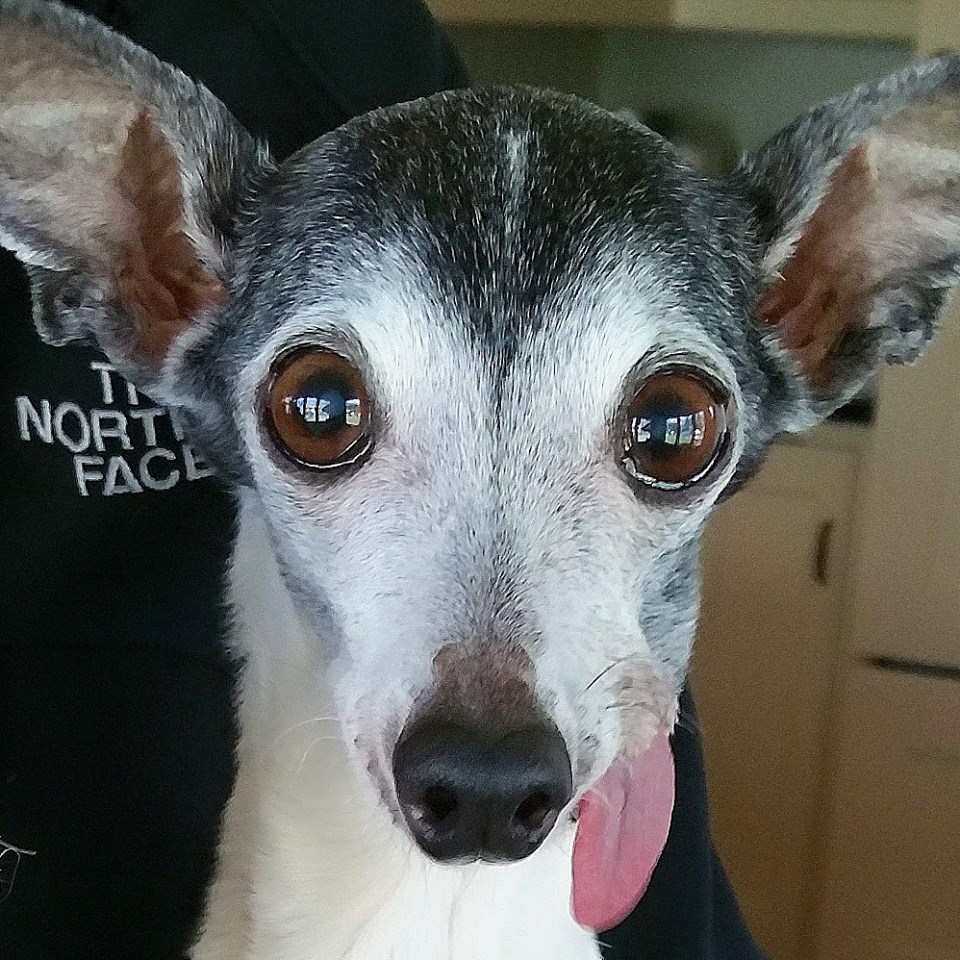 Esses olhos, essa língua, essa carinha... QUEREMOS!
